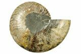 Cut & Polished Ammonite Fossil (Half) - Madagascar #282577-1